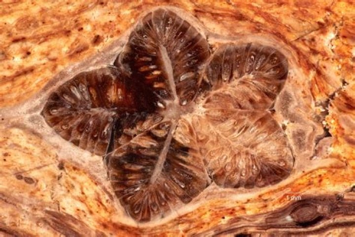 Unveiling The Extraordinary: Discoveries From 