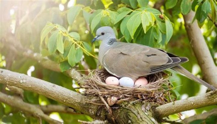 Unveiling The Secrets Of Dove Company Ownership: A Guide To Success