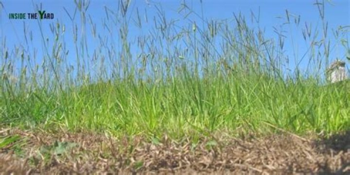 	VINE IS A PARASITE; THE PROS AND CONS ABOUT BAHIA GRASS	