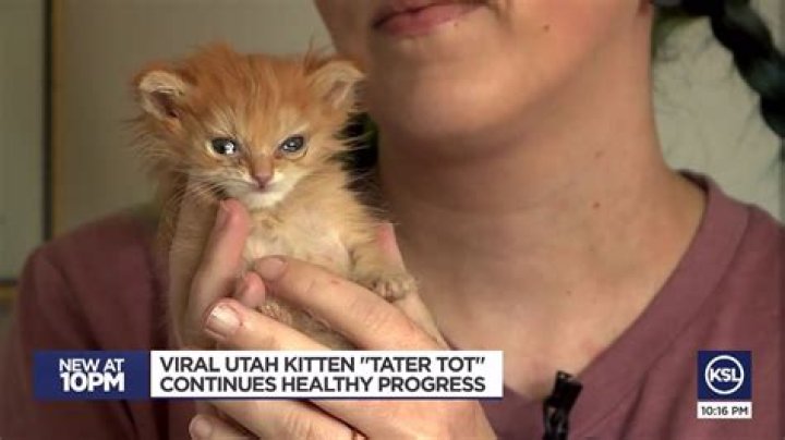 Viral Utah kitten 'Tater Tot' continues healthy progress