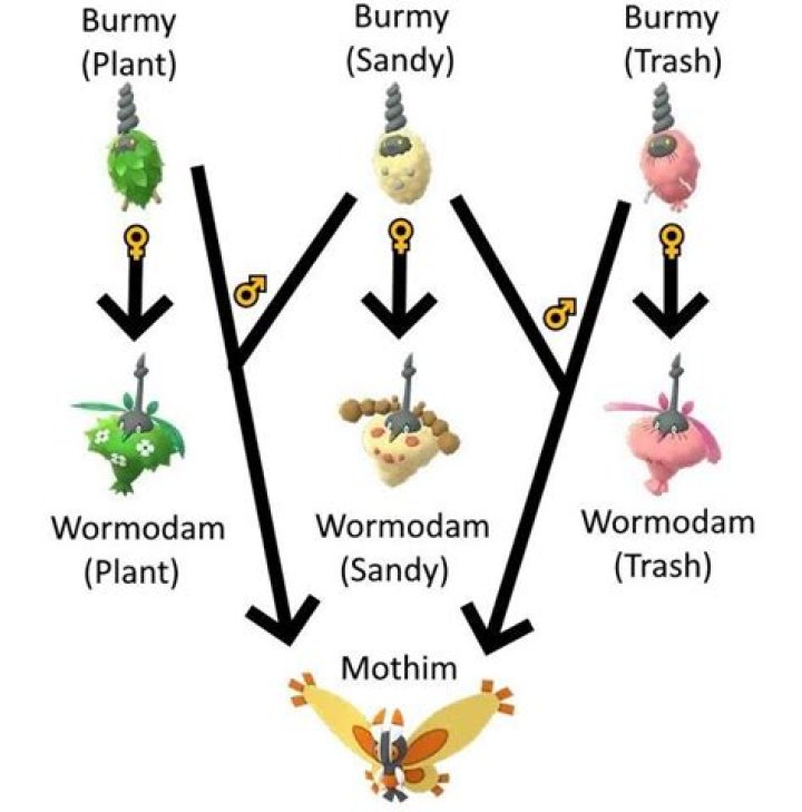 What Does Burmy Evolve Into?