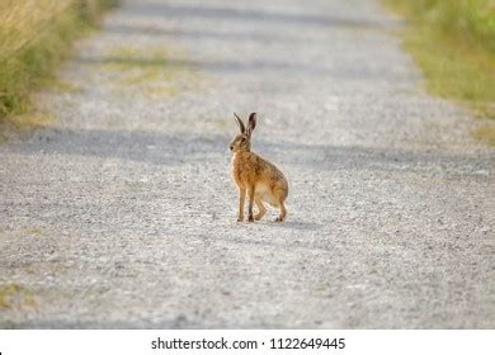 	WILD HARE HOPS TO BROWARD	