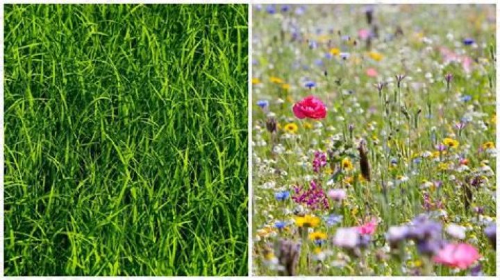 	WILDFLOWER LAWNS NOT A NATURAL EVERYWHERE	