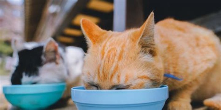 	Woman’s fine for feeding stray cats in Pompano Beach sparks furor	